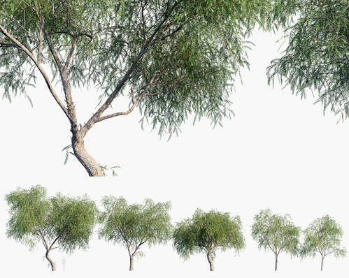 景观胡椒树