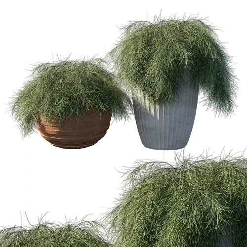 现代绿植盆栽植物
