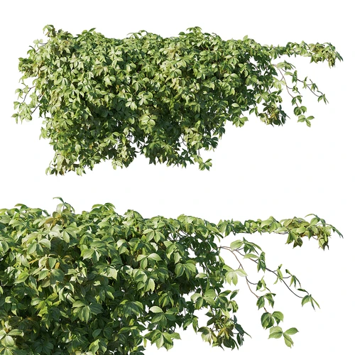绿植藤蔓植物