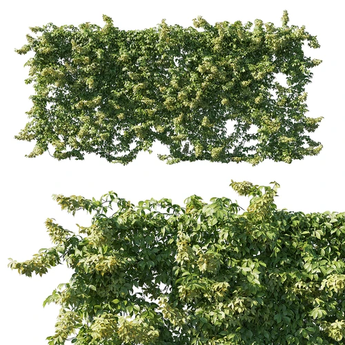 绿植藤蔓植物