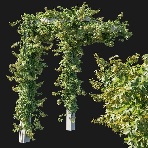 绿植藤蔓植物