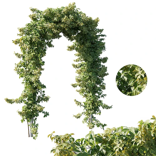 绿植藤蔓植物