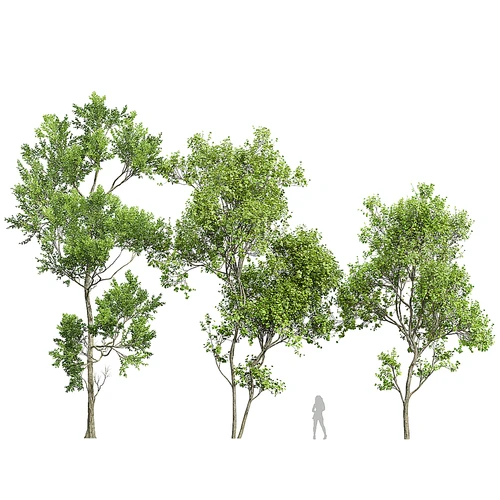 Spring trees Acer 树木