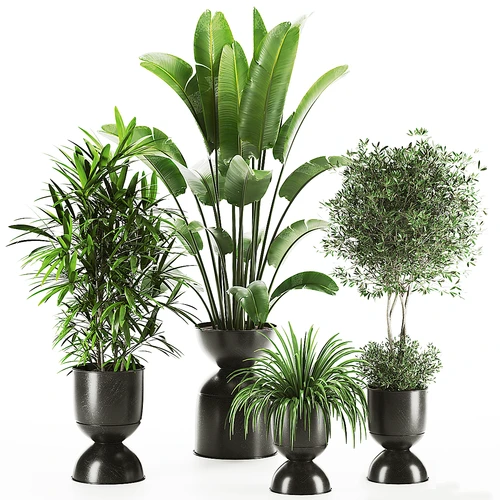 现代绿植盆景