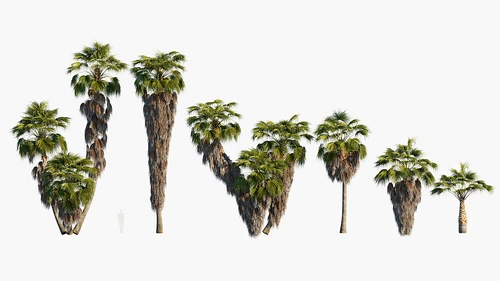Washingtonia-filifera现代绿植葵树