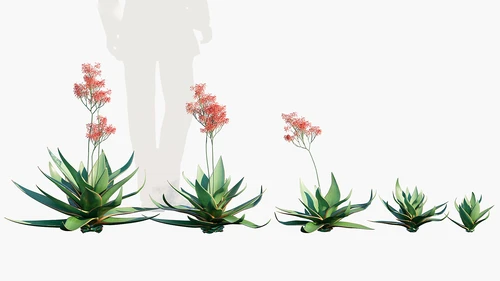 Aloe-striata现代户外花草带花