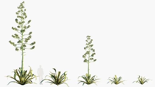 Agave 现代户外绿植