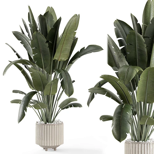 现代植物盆栽