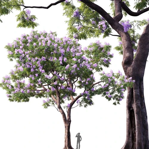 现代蓝花楹景观树
