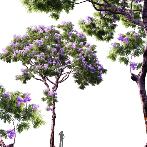 现代蓝花楹景观树