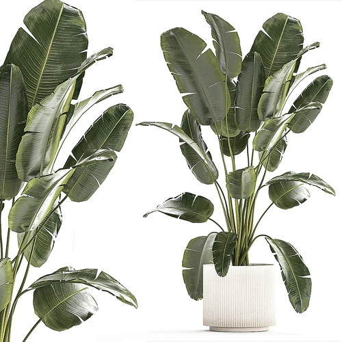 现代植物盆栽