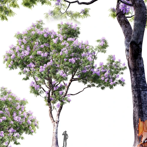 现代蓝花楹景观树