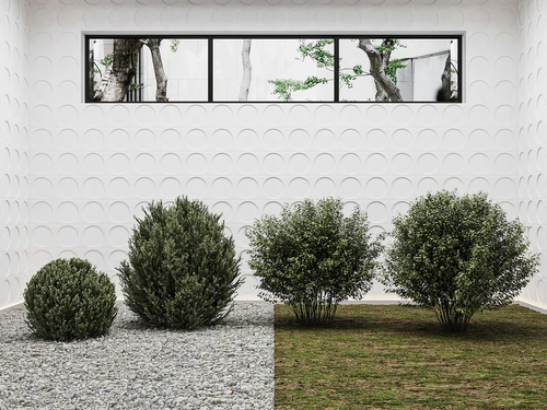 现代植物灌木球