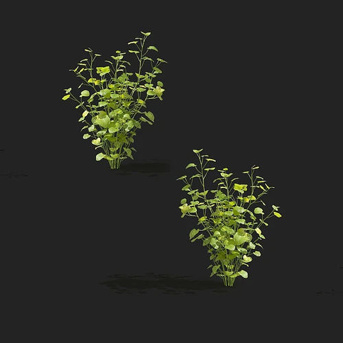 现代水下植物小绿草