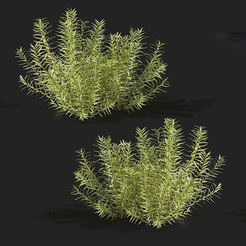 现代水下植物虫节草