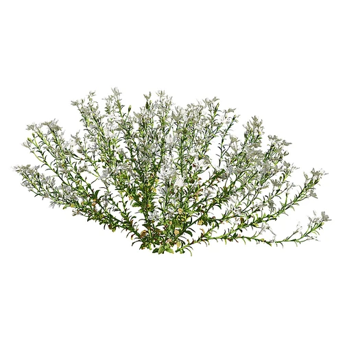现代花坛花草
