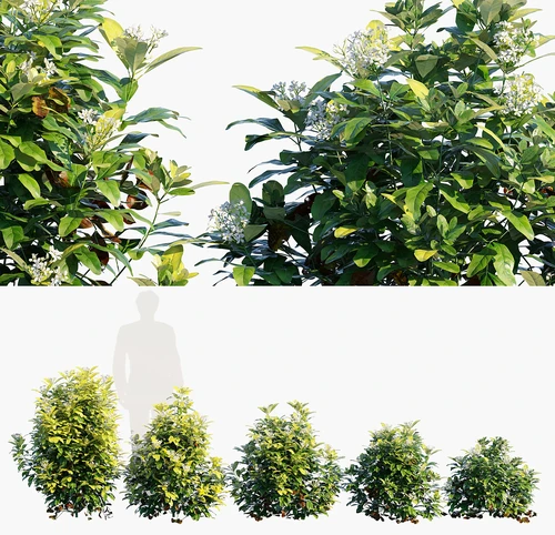 墨西哥橘灌木植物