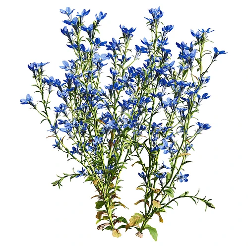 现代小蓝紫花草