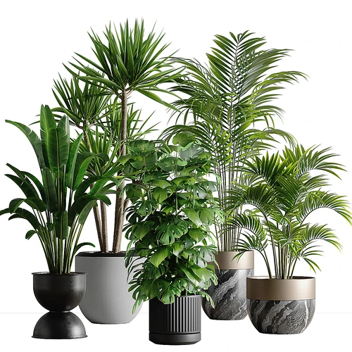 indoor plant set 53 盆栽