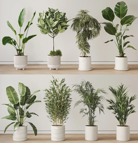 现代植物盆栽组合