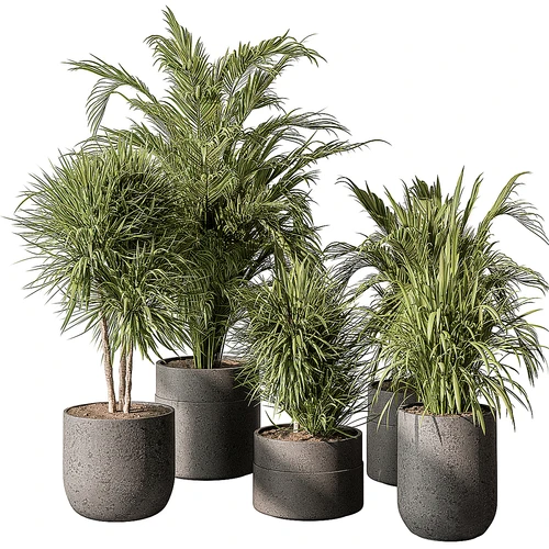 indoor Plant 483 盆栽组合