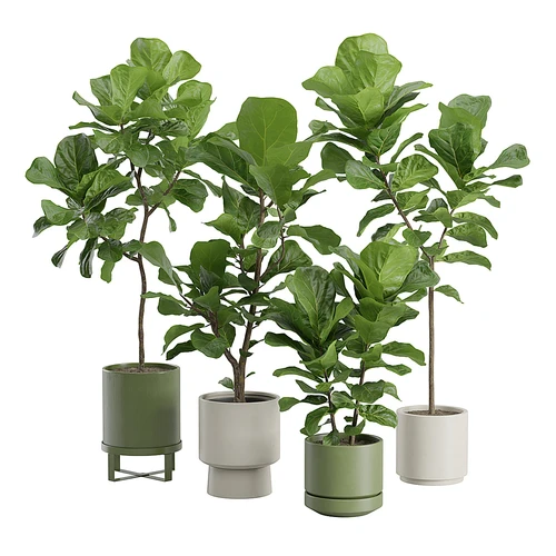现代榕树植物盆栽