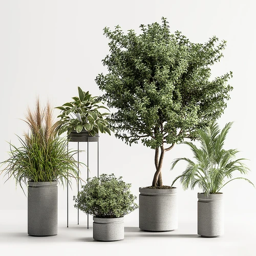 现代植物盆栽盆景绿植