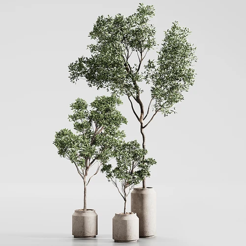 indoor plant 01  盆景
