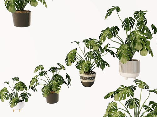 现代绿植盆栽