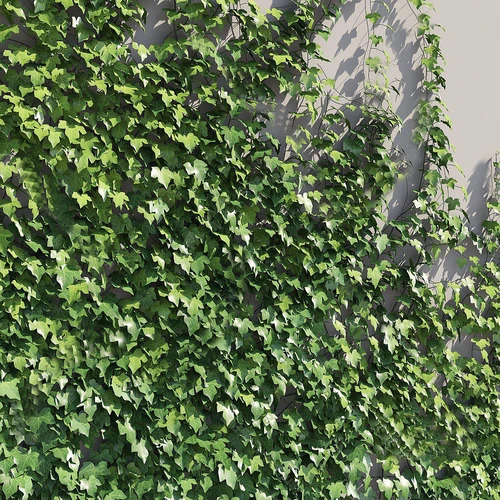 现代藤本植物爬山虎