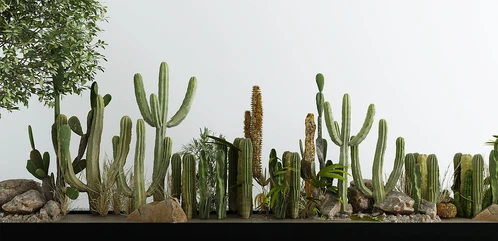 仙人掌植物堆