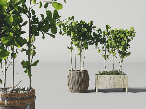 现代绿植盆栽