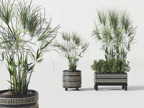 芦苇绿植盆栽