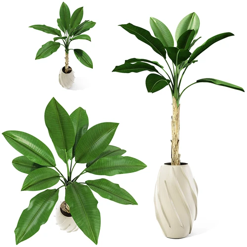 Palm tree 盆栽