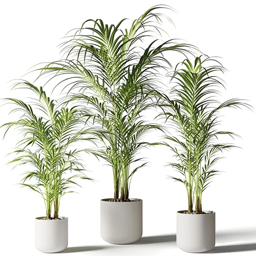 现代植物盆栽