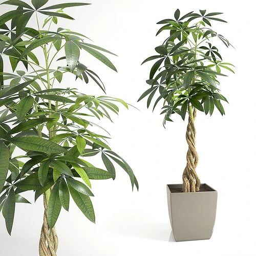 Pachira 植物盆栽