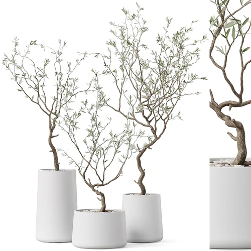 现代植物盆栽