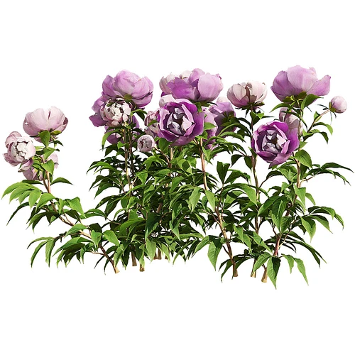 现代药勺花草