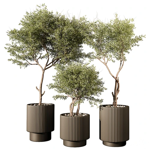 现代植物盆栽