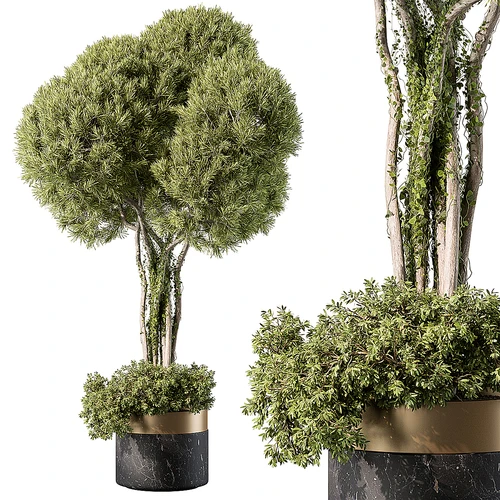 现代植物盆栽