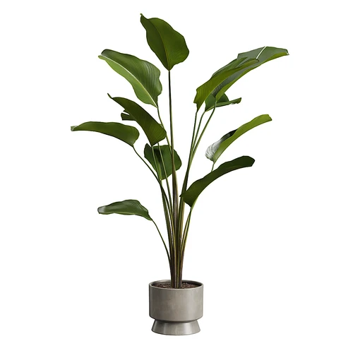 现代绿植盆栽