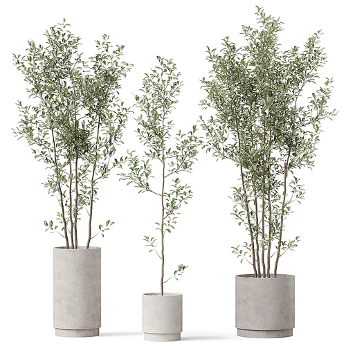 现代植物盆栽