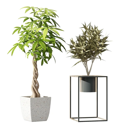 现代植物盆栽