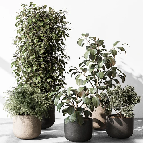 现代植物盆栽盆景