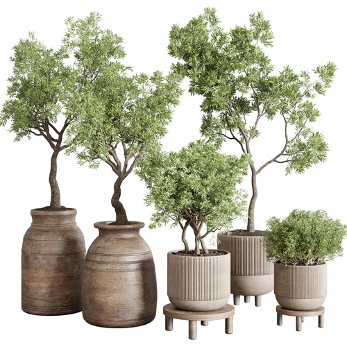 现代绿植盆栽植物