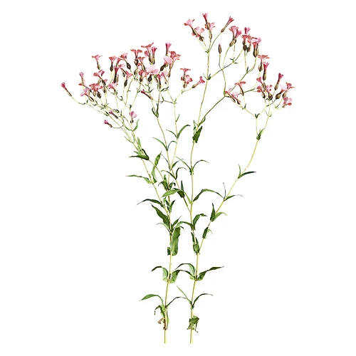 现代花枝