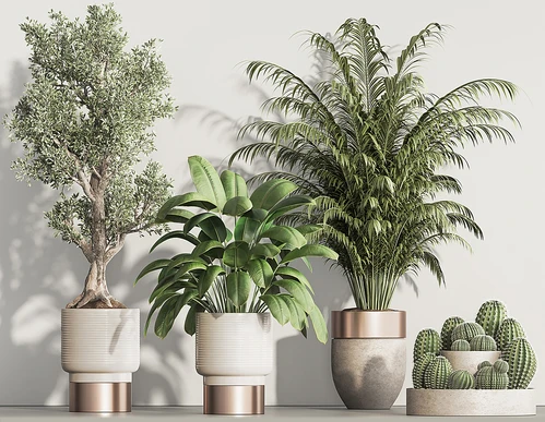现代植物盆栽