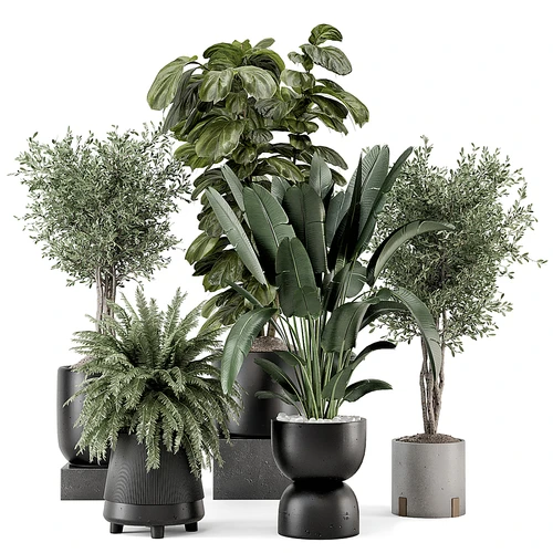 现代植物盆栽