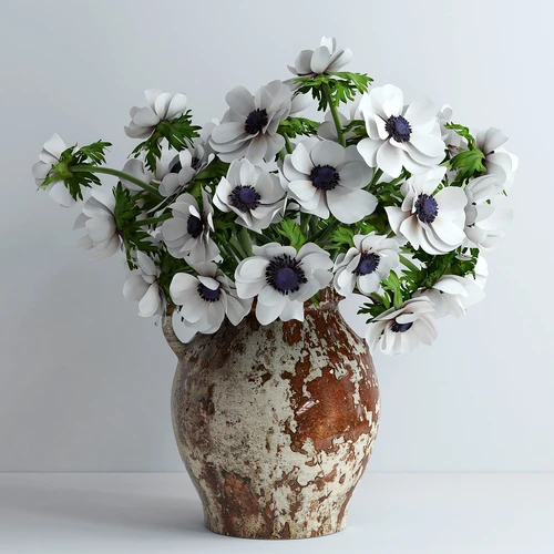 White anemones鲜花