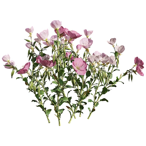 现代花草
